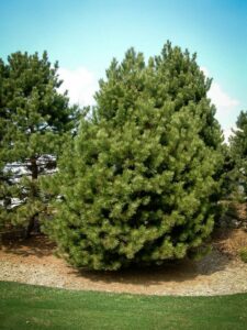 Сосна Чёрная (Pinus Nigra) купить по цене от 270.00р. в интернет-магазине «Посадика» с доставкой почтой в в Костомукшае и по всей России – [изображение №1].