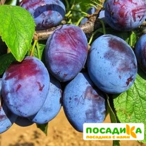 Слива Чачакская ранняя купить по цене от 229.00р. в интернет-магазине «Посадика» с доставкой почтой в в Костомукшае и по всей России – [изображение №1].