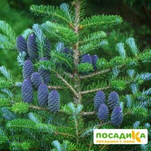 Пихта корейская (Abies koreana) купить по цене от 450.00р. в интернет-магазине «Посадика» с доставкой почтой в в Костомукшае и по всей России – [изображение №1].