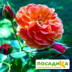 Роза Арабия купить по цене от 350.00р. в интернет-магазине «Посадика» с доставкой почтой в в Костомукшае и по всей России – [изображение №1].