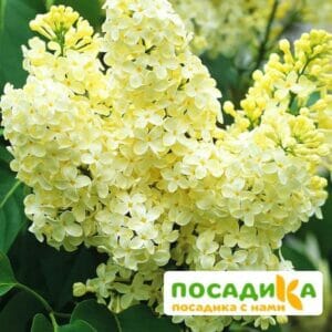 Сирень Примроуз (Primrose) купить по цене от 529.00р. в интернет-магазине «Посадика» с доставкой почтой в в Костомукшае и по всей России – [изображение №1].