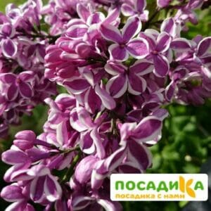 Сирень Сенсация купить по цене от 529.00р. в интернет-магазине «Посадика» с доставкой почтой в в Костомукшае и по всей России – [изображение №1].