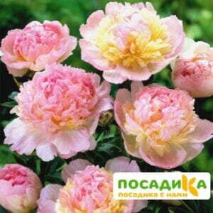 Пион Распберри Сандей (Paeonia Raspberry Sundae) купить по цене от 959р. в интернет-магазине «Посадика» с доставкой почтой в в Костомукшае и по всей России – [изображение №1].