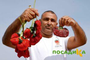 Клубника Гигант Джорнея купить по цене от 266р. в интернет-магазине «Посадика» с доставкой почтой в в Костомукшае и по всей России – [изображение №1].