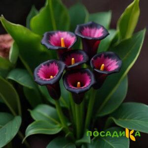 Калла Аура Лейс купить по цене от 400р. в интернет-магазине «Посадика» с доставкой почтой в в Костомукшае и по всей России – [изображение №1].