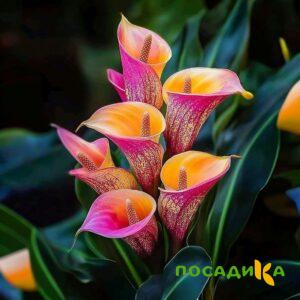 Калла Оникс купить по цене от 450р. в интернет-магазине «Посадика» с доставкой почтой в в Костомукшае и по всей России – [изображение №1].