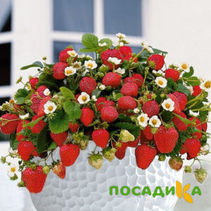 Клубника Рубиновый Шепот (горшечная) купить по цене от 240р. в интернет-магазине «Посадика» с доставкой почтой в в Костомукшае и по всей России – [изображение №1].