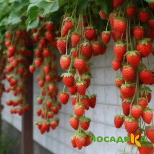 Клубника вьющаяся Комплимент купить по цене от 470р. в интернет-магазине «Посадика» с доставкой почтой в в Костомукшае и по всей России – [изображение №1].