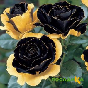 Роза Ханни Сикл купить по цене от 700р. в интернет-магазине «Посадика» с доставкой почтой в в Костомукшае и по всей России – [изображение №1].