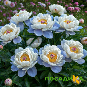 Пион акварельный Этюд купить по цене от 806р. в интернет-магазине «Посадика» с доставкой почтой в в Костомукшае и по всей России – [изображение №1].