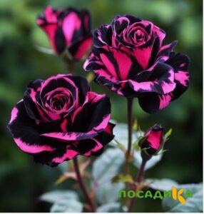 Роза Багровый Шепот купить по цене от 366р. в интернет-магазине «Посадика» с доставкой почтой в в Костомукшае и по всей России – [изображение №1].