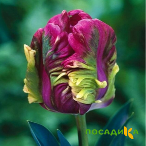 Тюльпан Экзотик Хэвен купить по цене от 186р. в интернет-магазине «Посадика» с доставкой почтой в в Костомукшае и по всей России – [изображение №1].