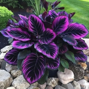 Хоста Люминоза купить по цене от 450р. в интернет-магазине «Посадика» с доставкой почтой в в Костомукшае и по всей России – [изображение №1].