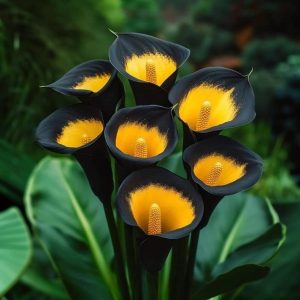 Калла Легато купить по цене от 620р. в интернет-магазине «Посадика» с доставкой почтой в в Костомукшае и по всей России – [изображение №1].