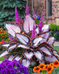 Хоста Кримэн Дрим купить по цене от 549р. в интернет-магазине «Посадика» с доставкой почтой в в Костомукшае и по всей России – [изображение №1].