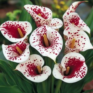 Калла Эмпайр купить по цене от 302р. в интернет-магазине «Посадика» с доставкой почтой в в Костомукшае и по всей России – [изображение №1].