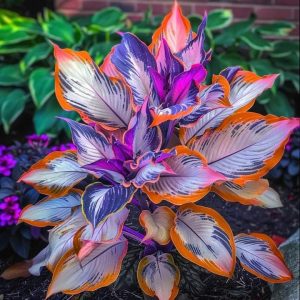 Хоста Эмеральд Тиара купить по цене от 602р. в интернет-магазине «Посадика» с доставкой почтой в в Костомукшае и по всей России – [изображение №1].