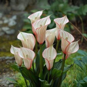 Калла Глейшер купить по цене от 299р. в интернет-магазине «Посадика» с доставкой почтой в в Костомукшае и по всей России – [изображение №1].