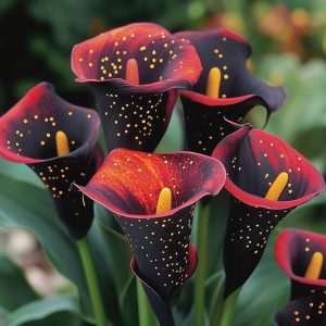 Калла Нуар купить по цене от 299р. в интернет-магазине «Посадика» с доставкой почтой в в Костомукшае и по всей России – [изображение №1].