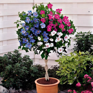 Гибискус-Дерево Триколор купить по цене от 289р. в интернет-магазине «Посадика» с доставкой почтой в в Костомукшае и по всей России – [изображение №1].