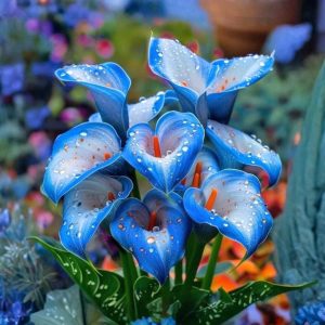 Калла Портрейт купить по цене от 292р. в интернет-магазине «Посадика» с доставкой почтой в в Костомукшае и по всей России – [изображение №1].