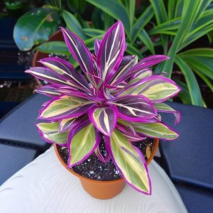 Хоста Сильвер Стик купить по цене от 650р. в интернет-магазине «Посадика» с доставкой почтой в в Костомукшае и по всей России – [изображение №1].