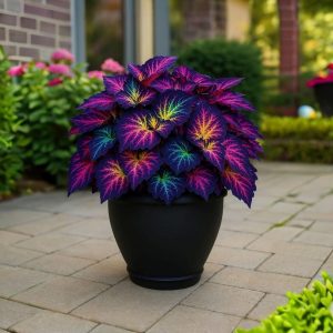 Хоста Фрости Блю купить по цене от 389р. в интернет-магазине «Посадика» с доставкой почтой в в Костомукшае и по всей России – [изображение №1].