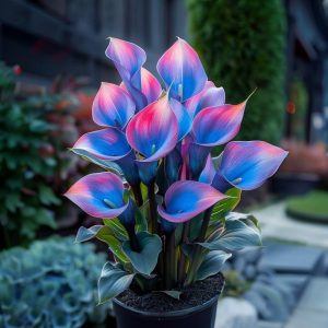 Калла Импрессия купить по цене от 590р. в интернет-магазине «Посадика» с доставкой почтой в в Костомукшае и по всей России – [изображение №1].