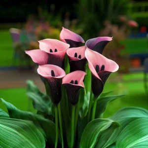 Калла Энигма купить по цене от 291р. в интернет-магазине «Посадика» с доставкой почтой в в Костомукшае и по всей России – [изображение №1].