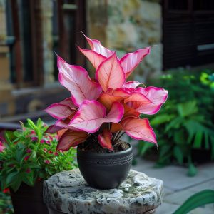 Хоста Розовая Симфония купить по цене от 800р. в интернет-магазине «Посадика» с доставкой почтой в в Костомукшае и по всей России – [изображение №1].