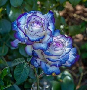 Роза Пэтолз Хоуп купить по цене от 333р. в интернет-магазине «Посадика» с доставкой почтой в в Костомукшае и по всей России – [изображение №1].