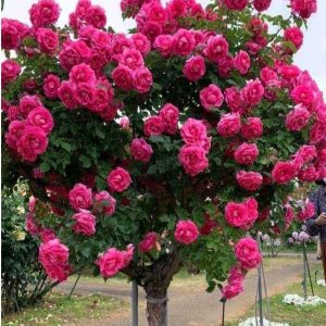 Роза Версаля купить по цене от 232р. в интернет-магазине «Посадика» с доставкой почтой в в Костомукшае и по всей России – [изображение №1].