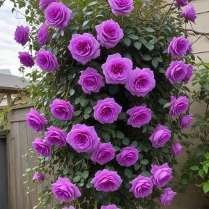 Роза Мистик Уайт купить по цене от 620р. в интернет-магазине «Посадика» с доставкой почтой в в Костомукшае и по всей России – [изображение №1].