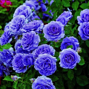 Роза Блю Мун купить по цене от 450р. в интернет-магазине «Посадика» с доставкой почтой в в Костомукшае и по всей России – [изображение №1].