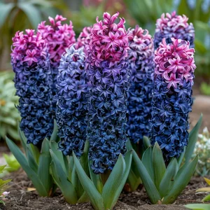 Гиацинт Блю Спринг купить по цене от 2099р. в интернет-магазине «Посадика» с доставкой почтой в в Костомукшае и по всей России – [изображение №1].