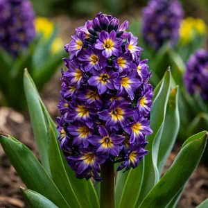 Гиацинт Вельвет Колор купить по цене от 2099р. в интернет-магазине «Посадика» с доставкой почтой в в Костомукшае и по всей России – [изображение №1].