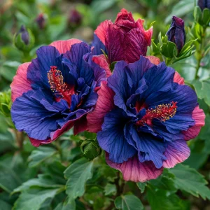 Гибискус Роуз Шайн купить по цене от 360р. в интернет-магазине «Посадика» с доставкой почтой в в Костомукшае и по всей России – [изображение №1].