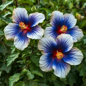 Гибискус Илюжн Вилью купить по цене от 259р. в интернет-магазине «Посадика» с доставкой почтой в в Костомукшае и по всей России – [изображение №1].