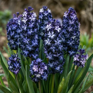 Гиацинт Блум Клауд купить по цене от 2099р. в интернет-магазине «Посадика» с доставкой почтой в в Костомукшае и по всей России – [изображение №1].