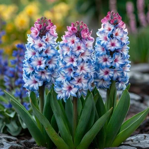 Гиацинт Пинк Мари купить по цене от 2099р. в интернет-магазине «Посадика» с доставкой почтой в в Костомукшае и по всей России – [изображение №1].