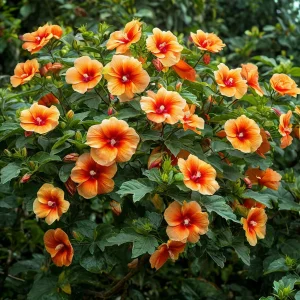 Гибискус Кристал Рэй купить по цене от 458р. в интернет-магазине «Посадика» с доставкой почтой в в Костомукшае и по всей России – [изображение №1].