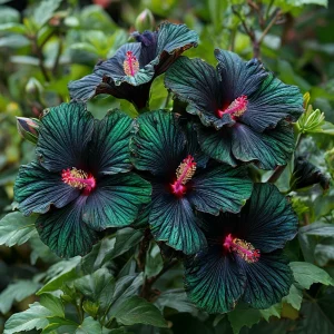 Гибискус Пикок Плюм купить по цене от 490р. в интернет-магазине «Посадика» с доставкой почтой в в Костомукшае и по всей России – [изображение №1].