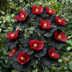 Гибискус Ройял Афеа купить по цене от 460р. в интернет-магазине «Посадика» с доставкой почтой в в Костомукшае и по всей России – [изображение №1].