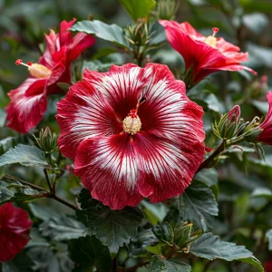 Гибискус Пурпл Мистик купить по цене от 360р. в интернет-магазине «Посадика» с доставкой почтой в в Костомукшае и по всей России – [изображение №1].