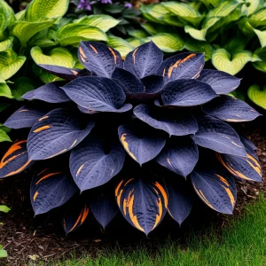 Хоста Умбра купить по цене от 349р. в интернет-магазине «Посадика» с доставкой почтой в в Костомукшае и по всей России – [изображение №1].