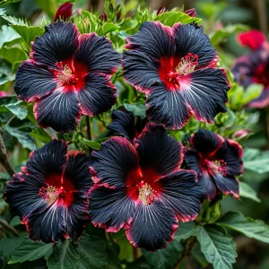 Гибискус садовый Файер Дэнсер купить по цене от 450р. в интернет-магазине «Посадика» с доставкой почтой в в Костомукшае и по всей России – [изображение №1].