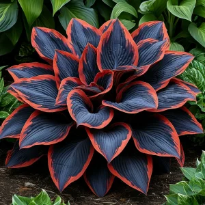 Хоста Солнечный Агат купить по цене от 440р. в интернет-магазине «Посадика» с доставкой почтой в в Костомукшае и по всей России – [изображение №1].