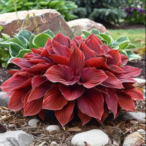 Хоста Рэд Эйнджл купить по цене от 549р. в интернет-магазине «Посадика» с доставкой почтой в в Костомукшае и по всей России – [изображение №1].