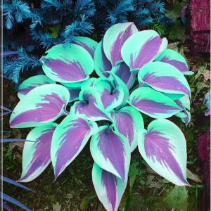 Хоста Висперин Бьюти купить по цене от 379р. в интернет-магазине «Посадика» с доставкой почтой в в Костомукшае и по всей России – [изображение №1].