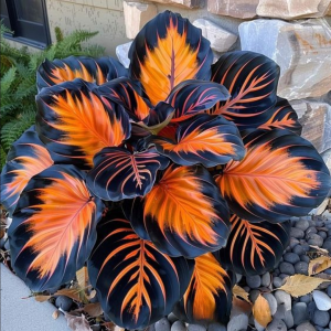 Хоста Сикрет Форест купить по цене от 601р. в интернет-магазине «Посадика» с доставкой почтой в в Костомукшае и по всей России – [изображение №1].